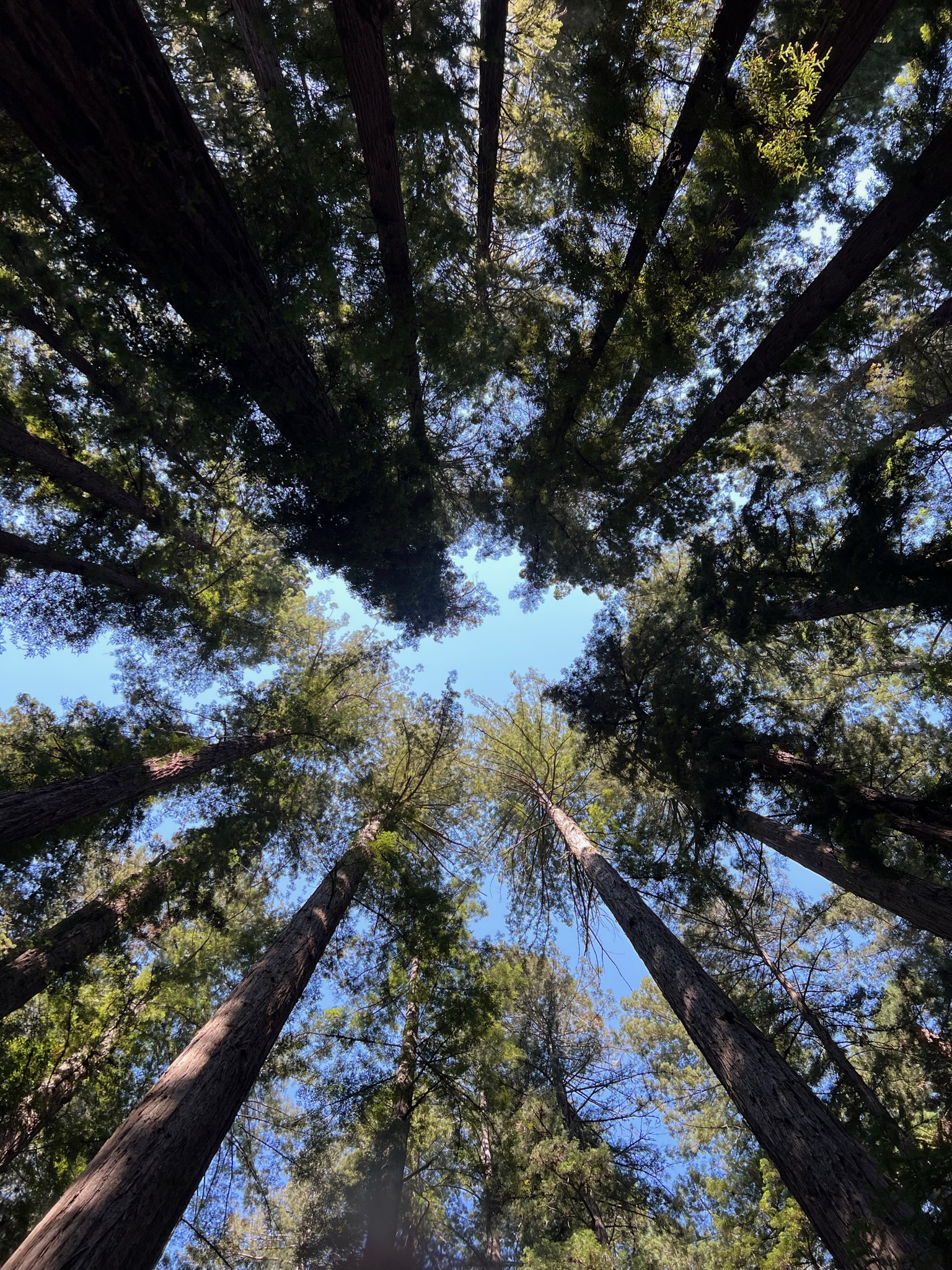 view looking up into the canopy of coastal redwood trees